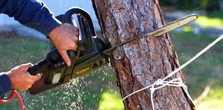 How Our Tree Care Process Works  in  Mccord, OK