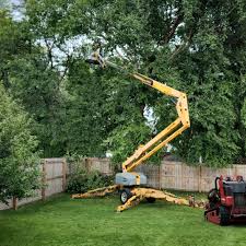 Best Emergency Tree Removal  in Mccord, OK