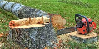 Best Storm Damage Tree Cleanup  in Mccord, OK