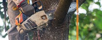 Best Tree and Shrub Care  in Mccord, OK
