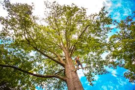 Best Tree Mulching  in Mccord, OK