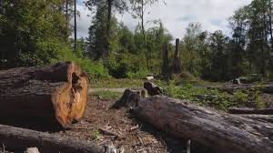 Best Firewood Processing and Delivery  in Mccord, OK