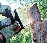 Best Tree Cabling and Bracing  in Mccord, OK