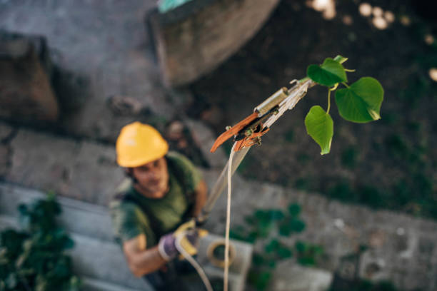 Trusted Mccord, OK Tree Services Experts