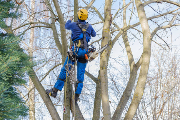 Best Tree Disease Treatment  in Mccord, OK