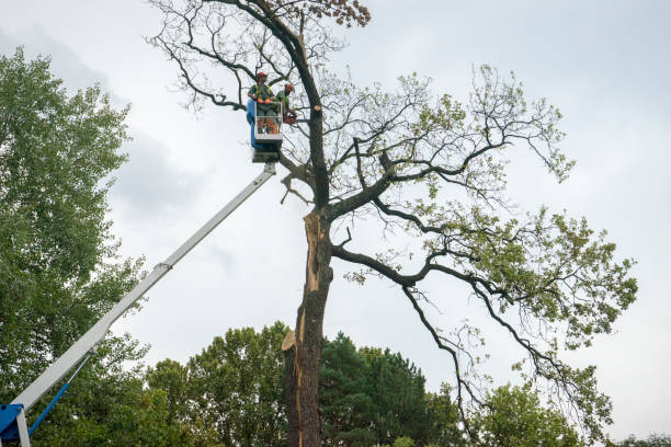  Mccord, OK Tree Services Pros
