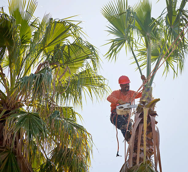 Tree and Shrub Care in Mccord, OK