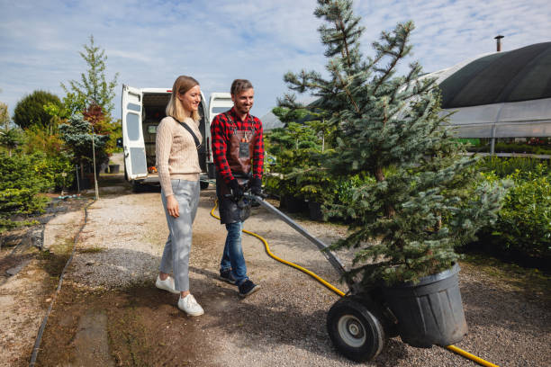 Best Tree Removal  in Mccord, OK