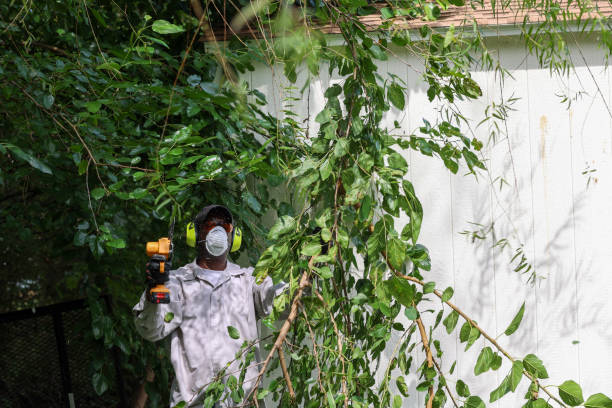 Best Tree Health Inspection  in Mccord, OK